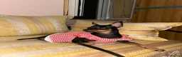 Pinscher Miniatura cani in vendita: Cuccioli in vendita  - Annuncio 1