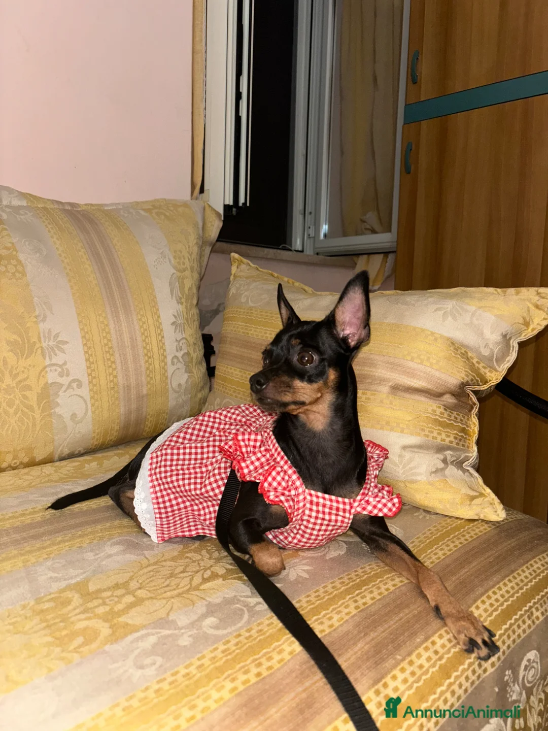 Pinscher Miniatura cani in vendita: Cuccioli in vendita  - Annuncio 1