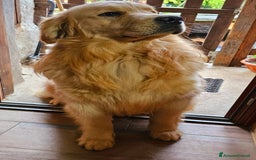 Golden Retriever cani in vendita: Cuccioli linea 100% americana  a Città metropolitana di Milano - Immagine 14
