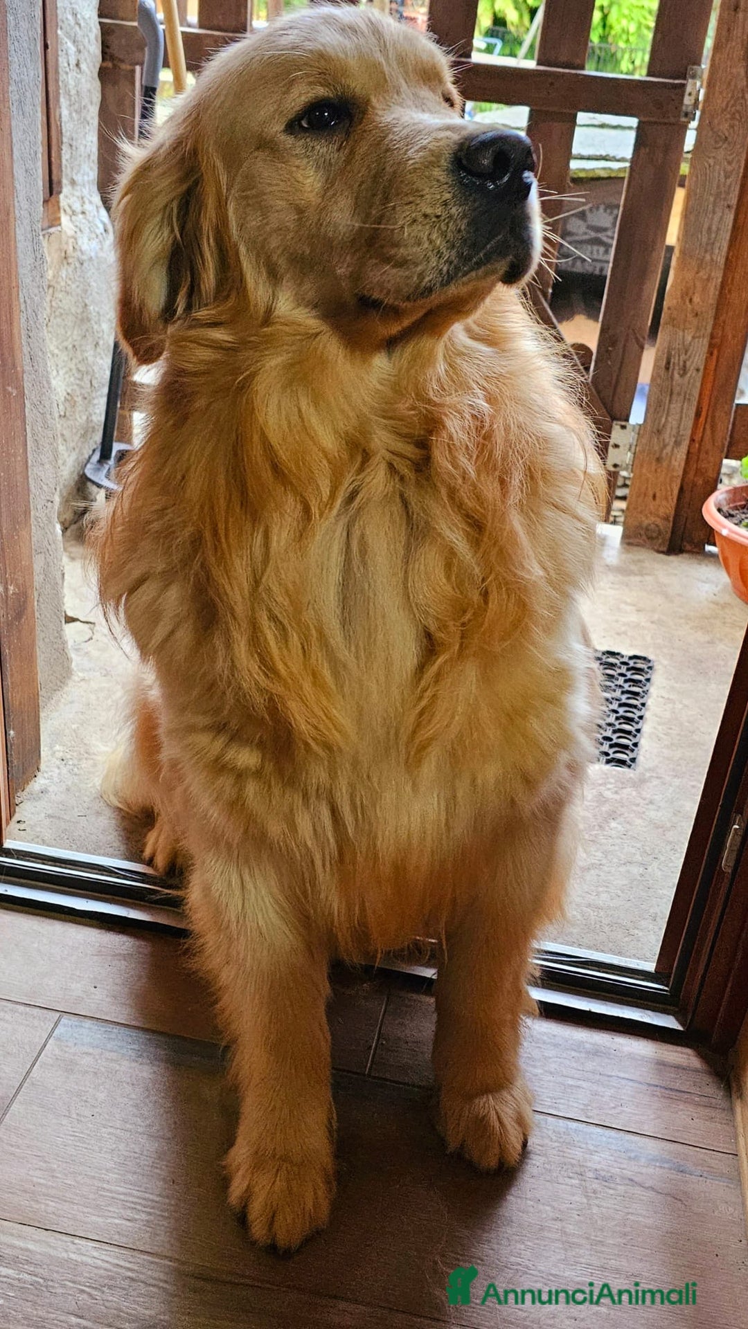 Golden Retriever cani in vendita: Cuccioli linea 100% americana  a Città metropolitana di Milano - Immagine 14