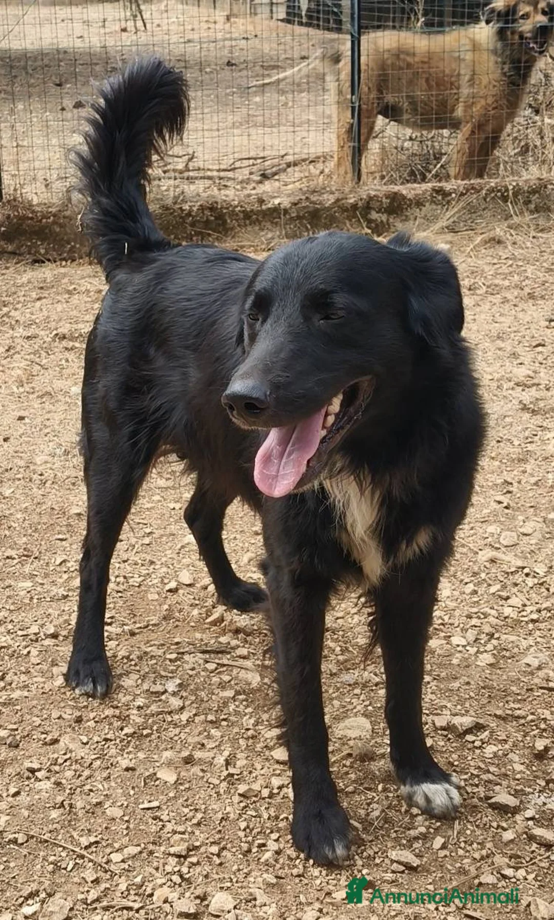 Meticcio cani in regalo: Sansone, il cane ideale - Annuncio 3