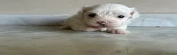 Maltese cani in vendita: Vendo maltesi - Annuncio 22
