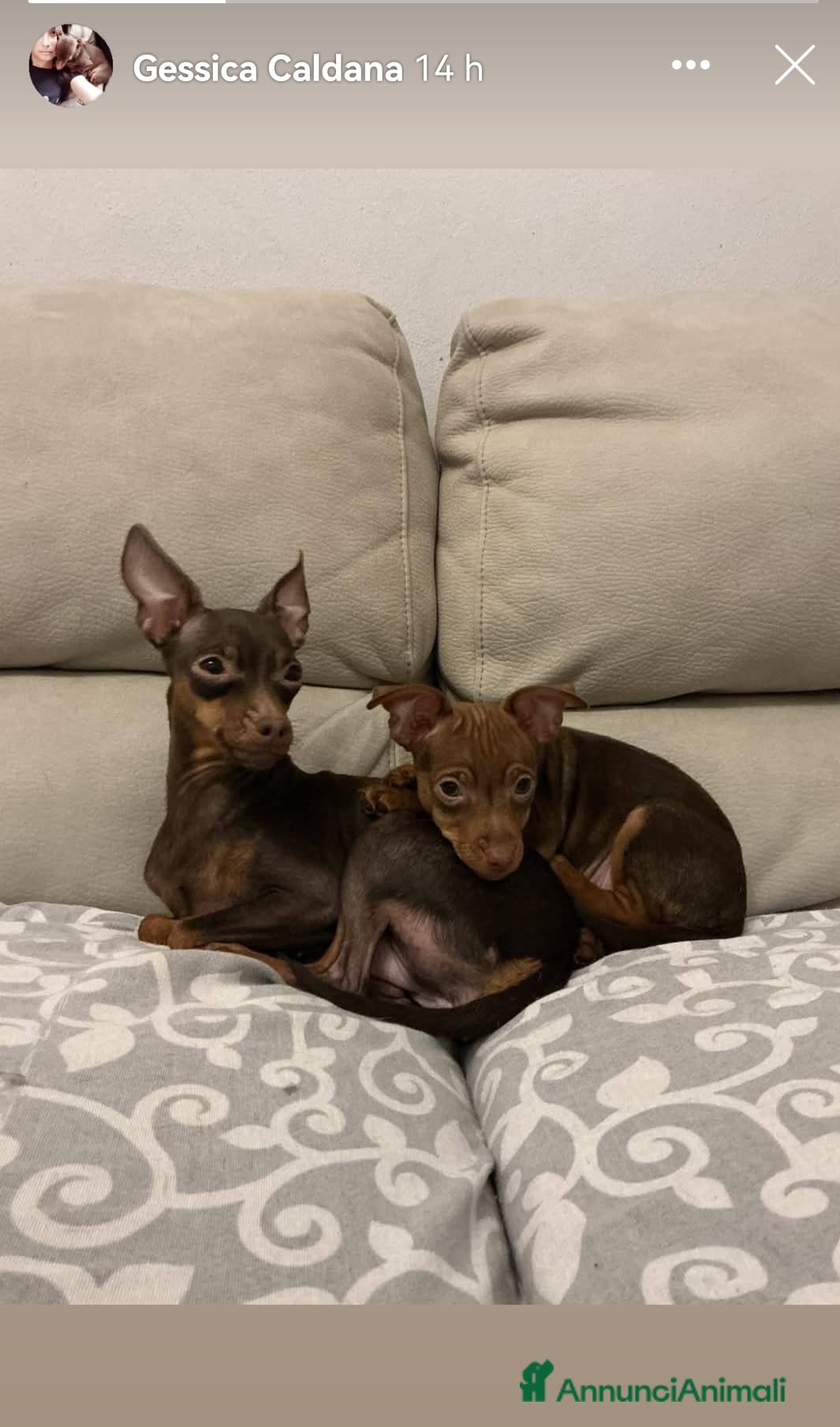 Pinscher Tedesco cani Cucciolo di Pincher - Annuncio 1