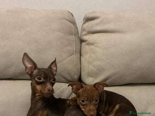 Pinscher Tedesco cani Cucciolo di Pincher - Annuncio 15