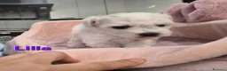 Maltese cani in vendita: Cuccioli maltesi femmine pelo riccio  - Annuncio 5