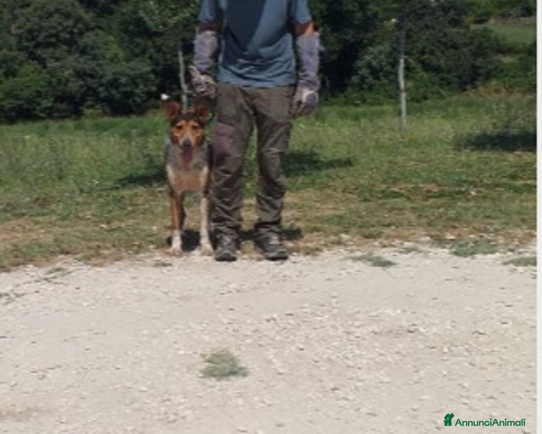 Meticcio cani in regalo: Ringhio è ancora chiuso in gabbia...  a Roma - Annuncio 1