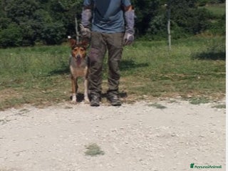 Meticcio cani Ringhio è ancora chiuso in gabbia... a Roma - Annuncio 12