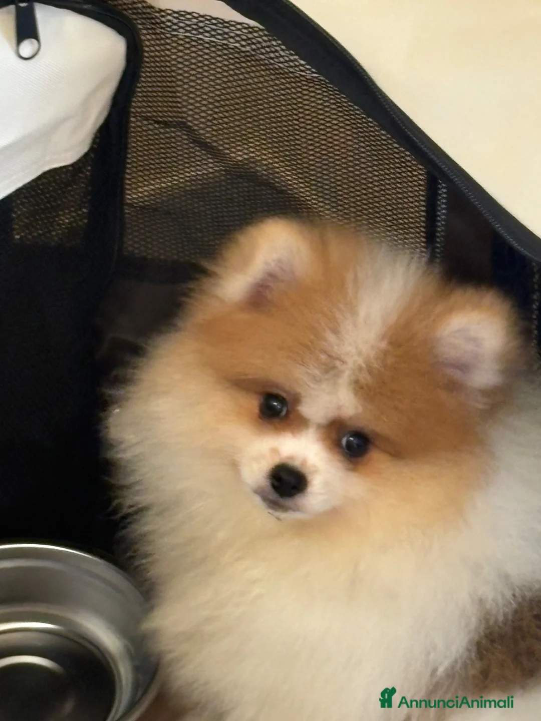 Volpino Pomerania cani in vendita: Pomeriana  a Libero consorzio comunale di Ragusa - Annuncio 1