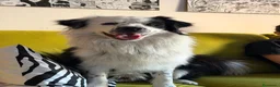 Border Collie cani per accoppiamento: Bellissimo Border Collie maschio per Monta a Provincia di Siena - Annuncio 3