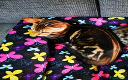 Bengala gatti in vendita: BENGALA CUCCIOLI  - Immagine 5