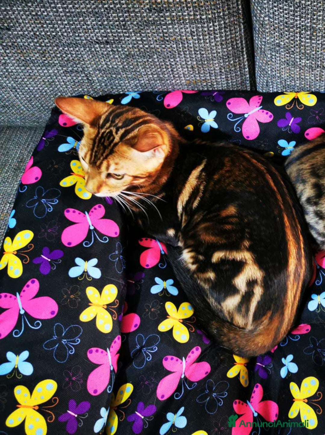 Bengala gatti in vendita: BENGALA CUCCIOLI  - Immagine 5