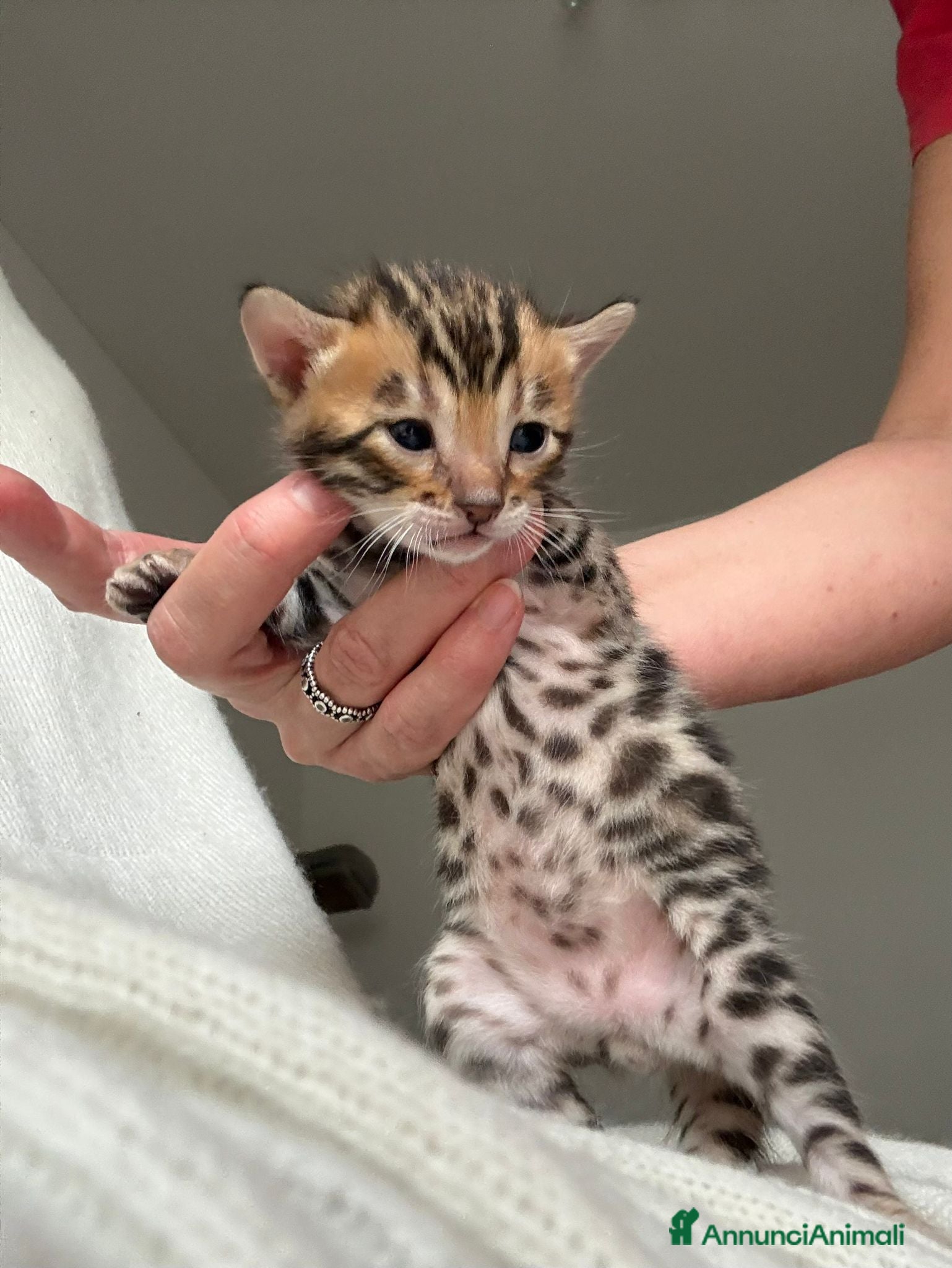 Bengala gatti Gattini Bengala con Pedigree - Annuncio 1