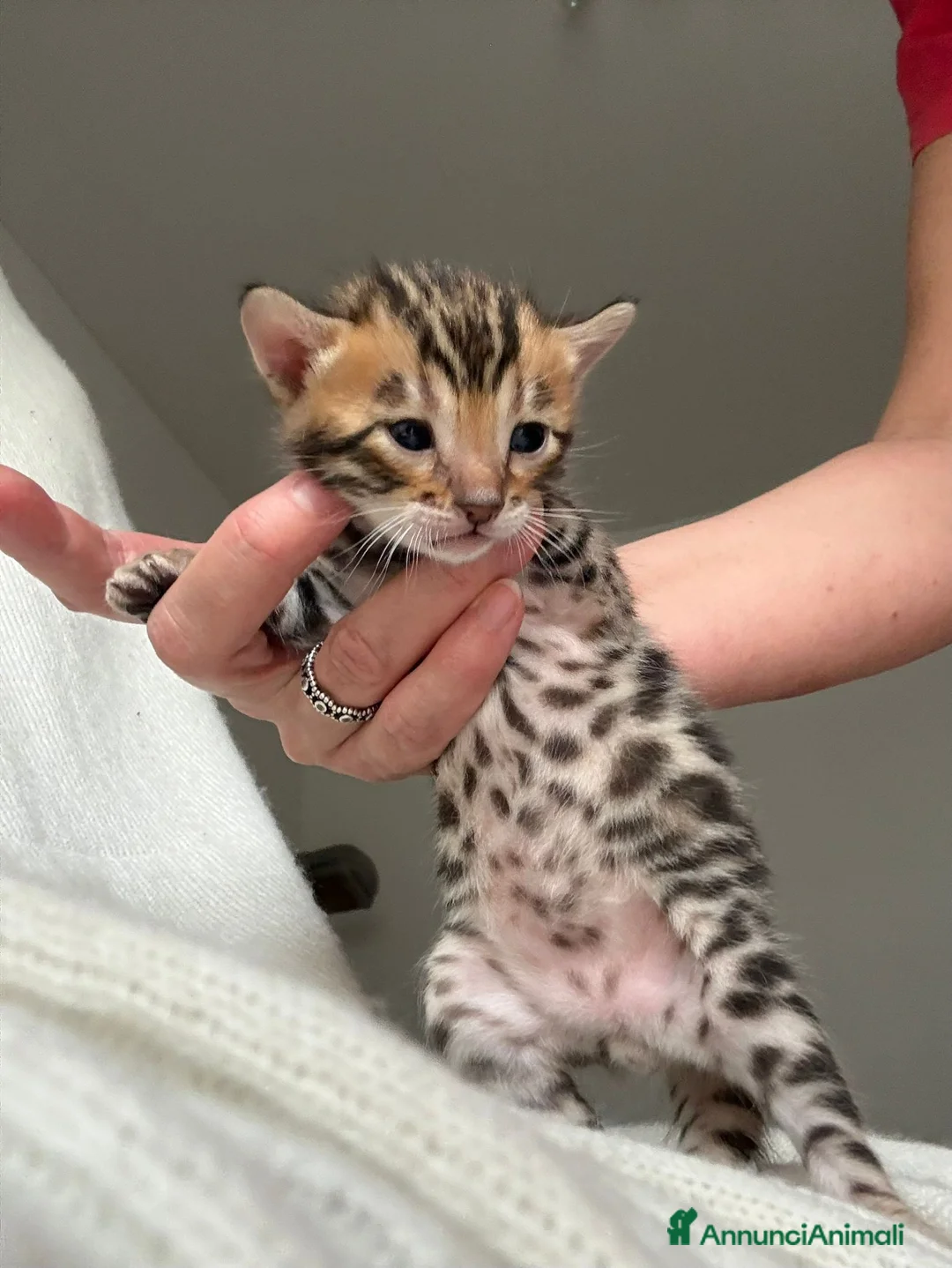 Bengala gatti in vendita: Gattini Bengala con Pedigree - Annuncio 1