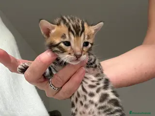 Bengala gatti Gattini Bengala con Pedigree - Annuncio 2