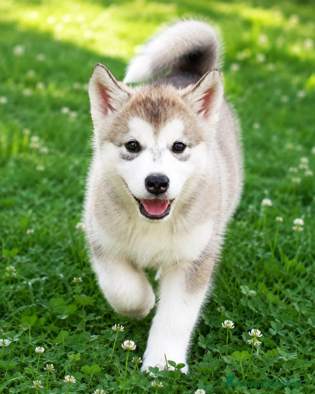 Alaskan Malamute cani in vendita: Cucciola di alaskan malamute - Annuncio 2