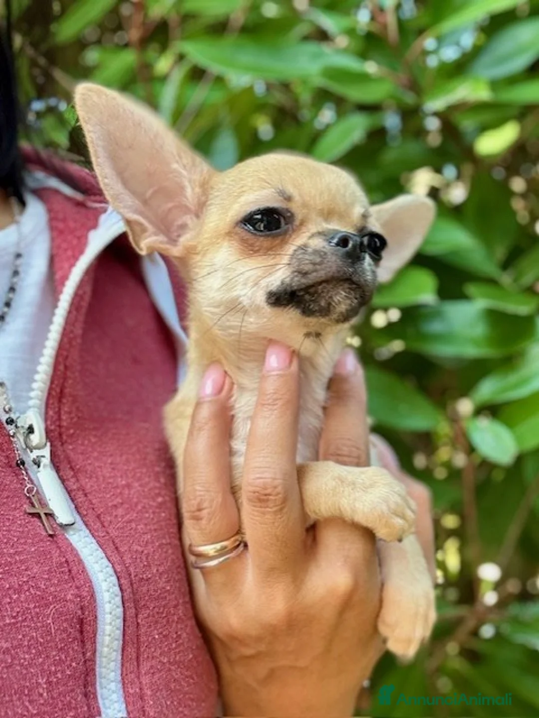 Chihuahua cani in vendita: Chihuahua femmina pelo corto - Annuncio 2
