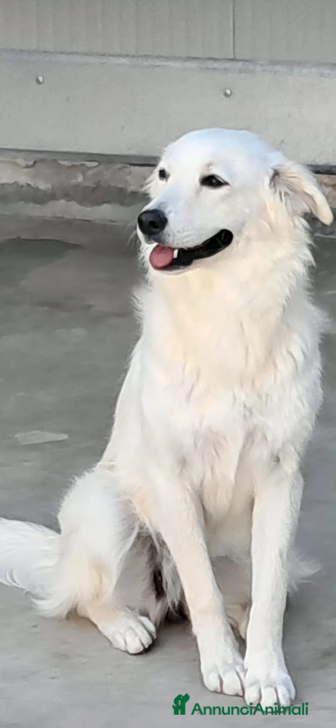 Meticcio cani in regalo: Neve, cagnolina taglia medio-piccola - Annuncio 3