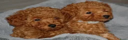 Barboncino Toy cani in vendita: Barboncino Toy rosso  a Città Metropolitana di Venezia - Annuncio 19