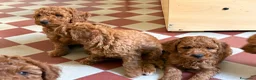 Barboncino cani in vendita: Cuccioli di Barboncino Cioccolatini/red  a Provincia di Barletta-Andria-Trani - Annuncio 3