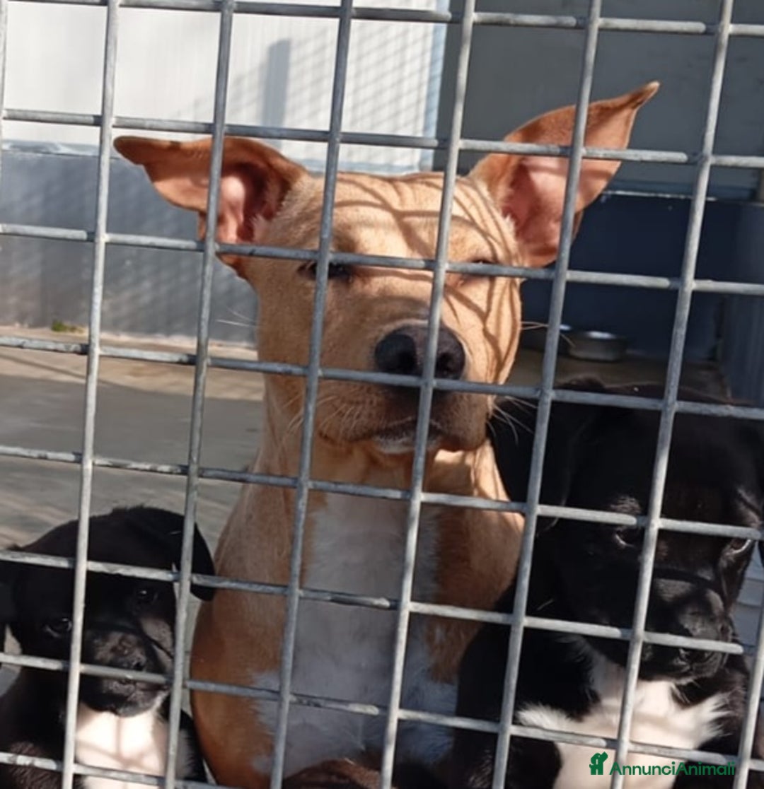 Meticcio cani in regalo: Quattro cuccioli simil pitt!  - Annuncio 5