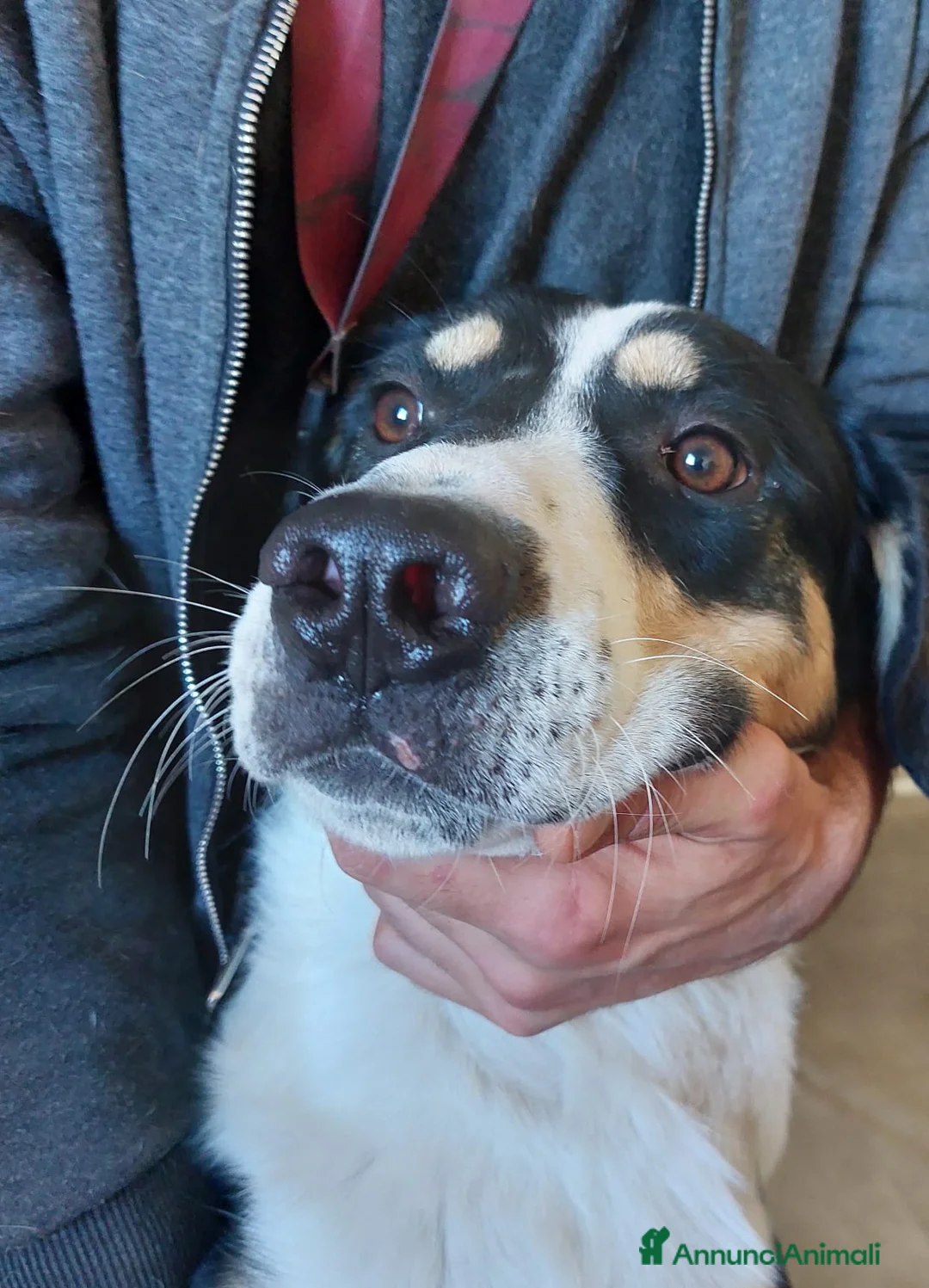 Meticcio cani in regalo: Pablo  - Annuncio 4