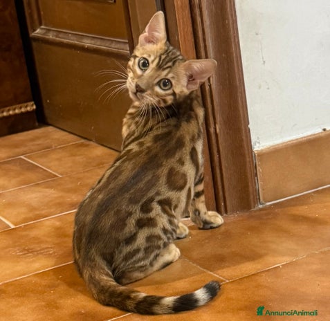 Bengala gatti - Annuncio 8