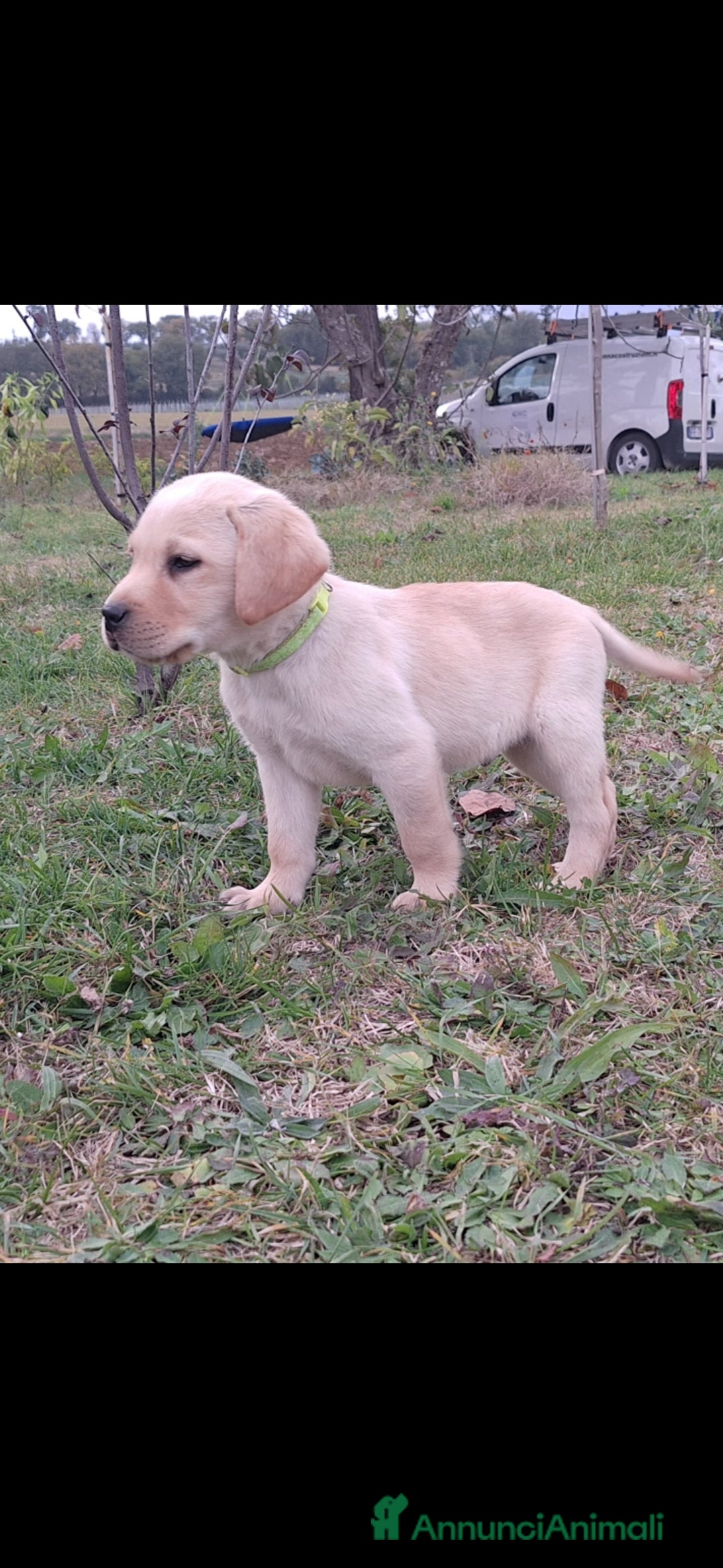 Labrador cani in vendita: Labrador cuccioli con pedigree Enci  - Annuncio 12