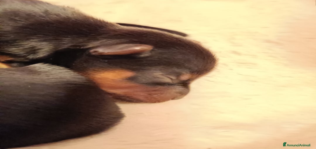 Immagine della galleria {{count}}