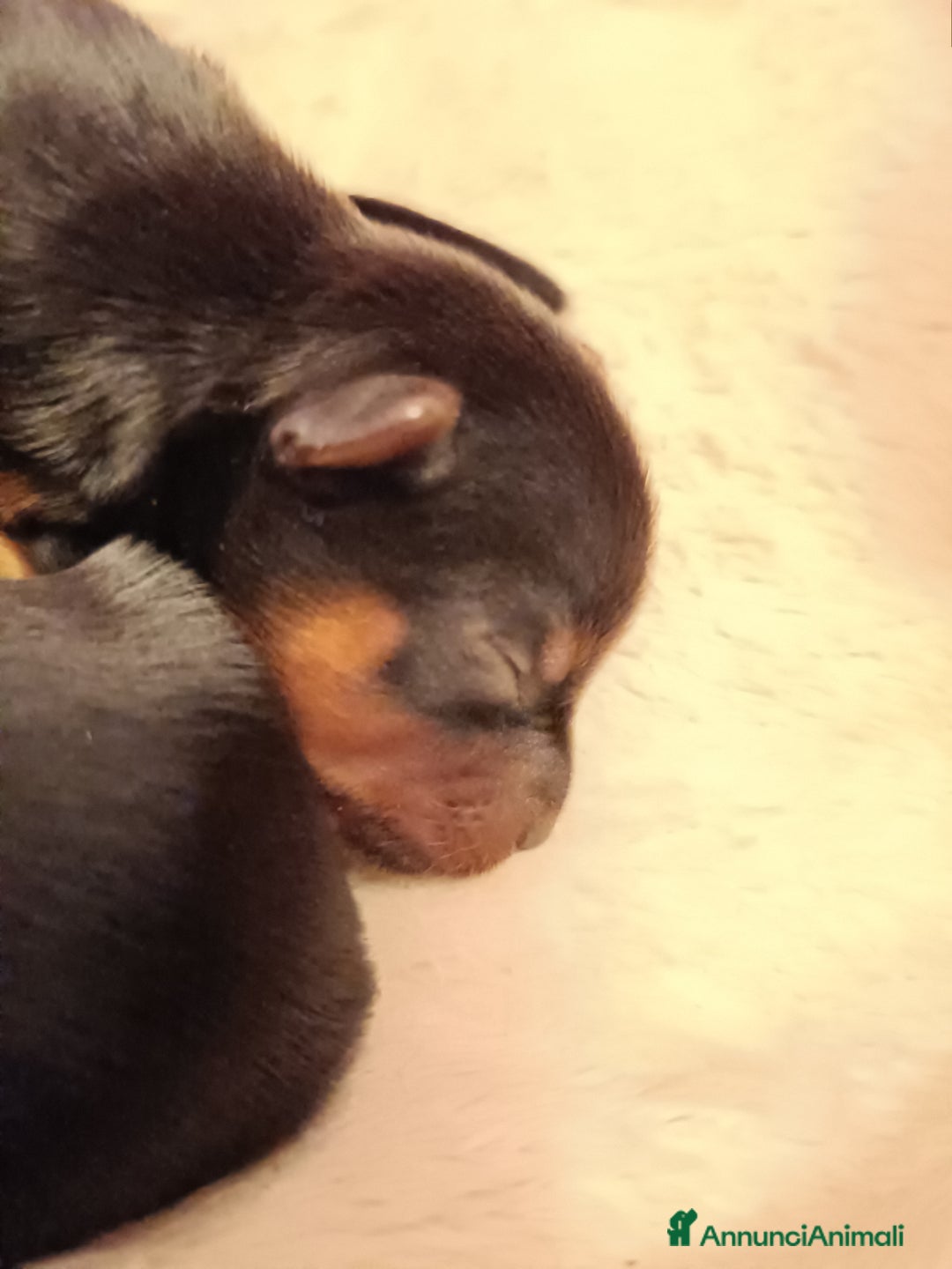 Immagine della galleria {{count}}