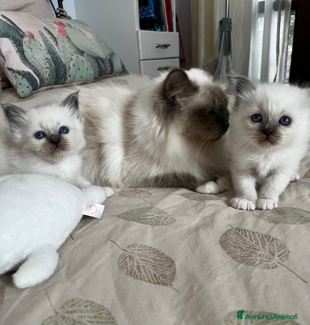 Sacro di Birmania gatti in vendita: Dolcissimi cuccioli Sacro di Birmania  - Annuncio 3