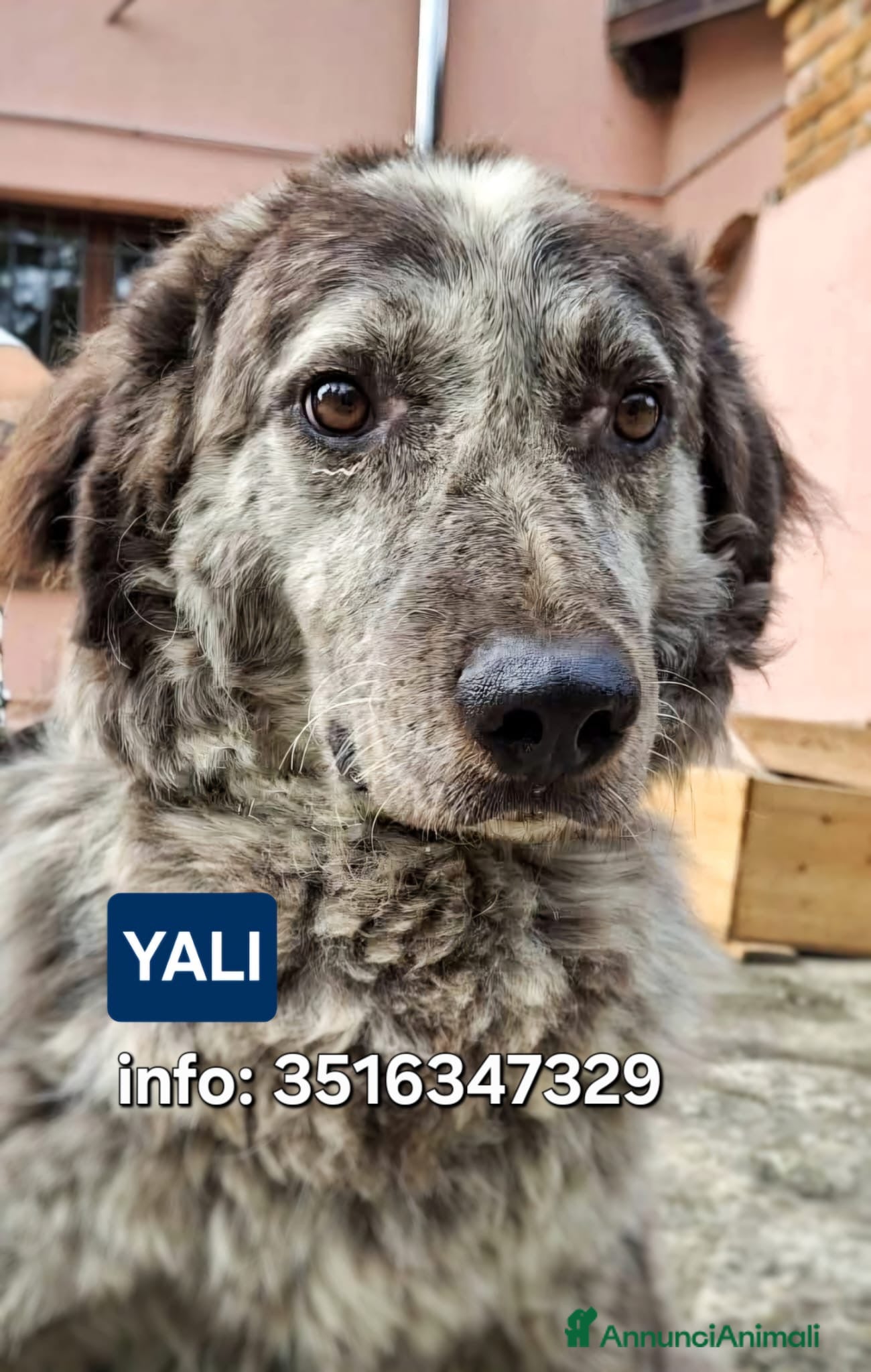 Meticcio cani YALI 💙 - adozione del cuore, cerca tanto amore🥺 - Annuncio 19