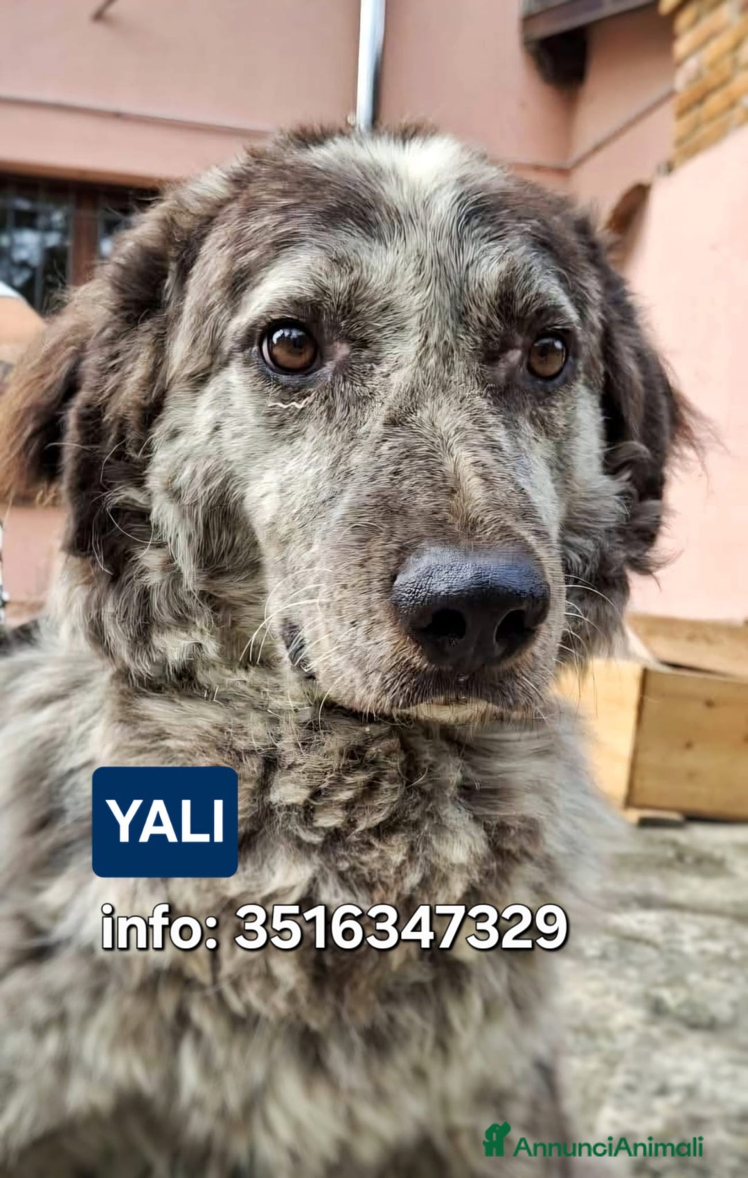 Meticcio cani in regalo: YALI 💙 - adozione del cuore, cerca tanto amore🥺 - Annuncio 1