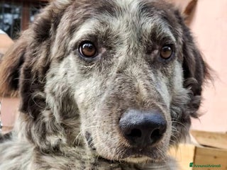 Meticcio cani YALI 💙 - adozione del cuore, cerca tanto amore🥺 - Annuncio 8