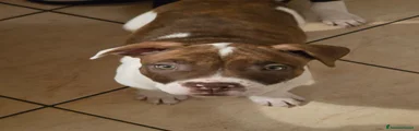 Pitbull 2