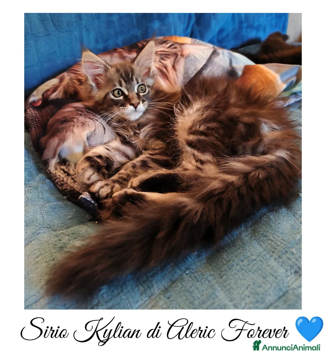 Maine Coon gatti in vendita: Vendita cuccioli Maine coon black Silver tabby a Provincia di Pisa - Annuncio 1