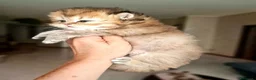 British gatti in vendita: British Longhair  - Annuncio 5