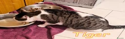 Europeo gatti in regalo: TIGER E #COCCO DUE AMICI DA NON SEPARARE a Città metropolitana di Milano - Annuncio 4