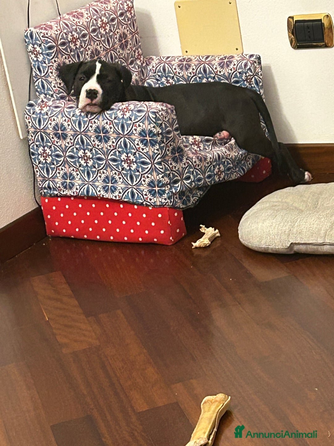 Pitbull cani in vendita: Cucciola di pitbull - Annuncio 5