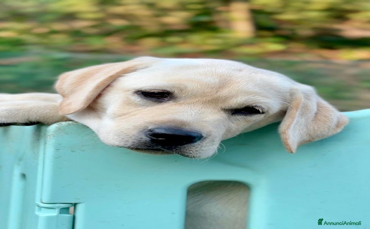 Labrador cani a Provincia di Prato - Annuncio 8