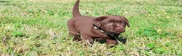 Labrador cani in vendita: Cucciola labrador cioccolato  - Annuncio 3