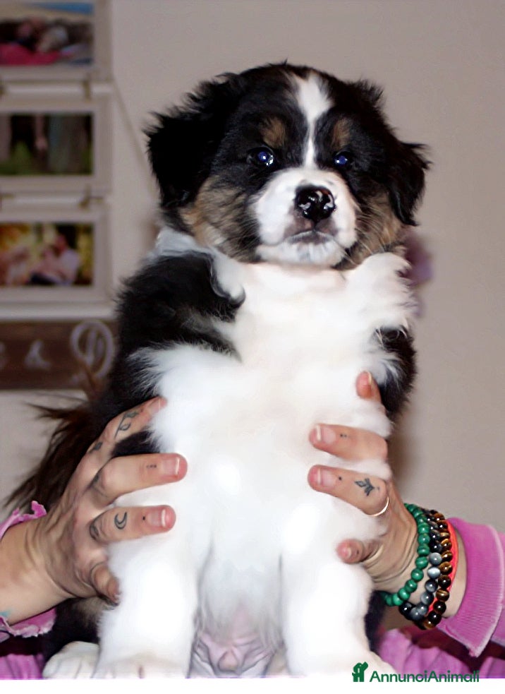 Australian Shepherd cani MERAVIGLIOSO CUCCIOLO MASCHIO TRICOLOR BLACK NBT - Annuncio 2
