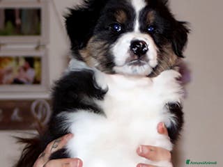 Australian Shepherd cani MERAVIGLIOSO CUCCIOLO MASCHIO TRICOLOR BLACK NBT - Annuncio 2