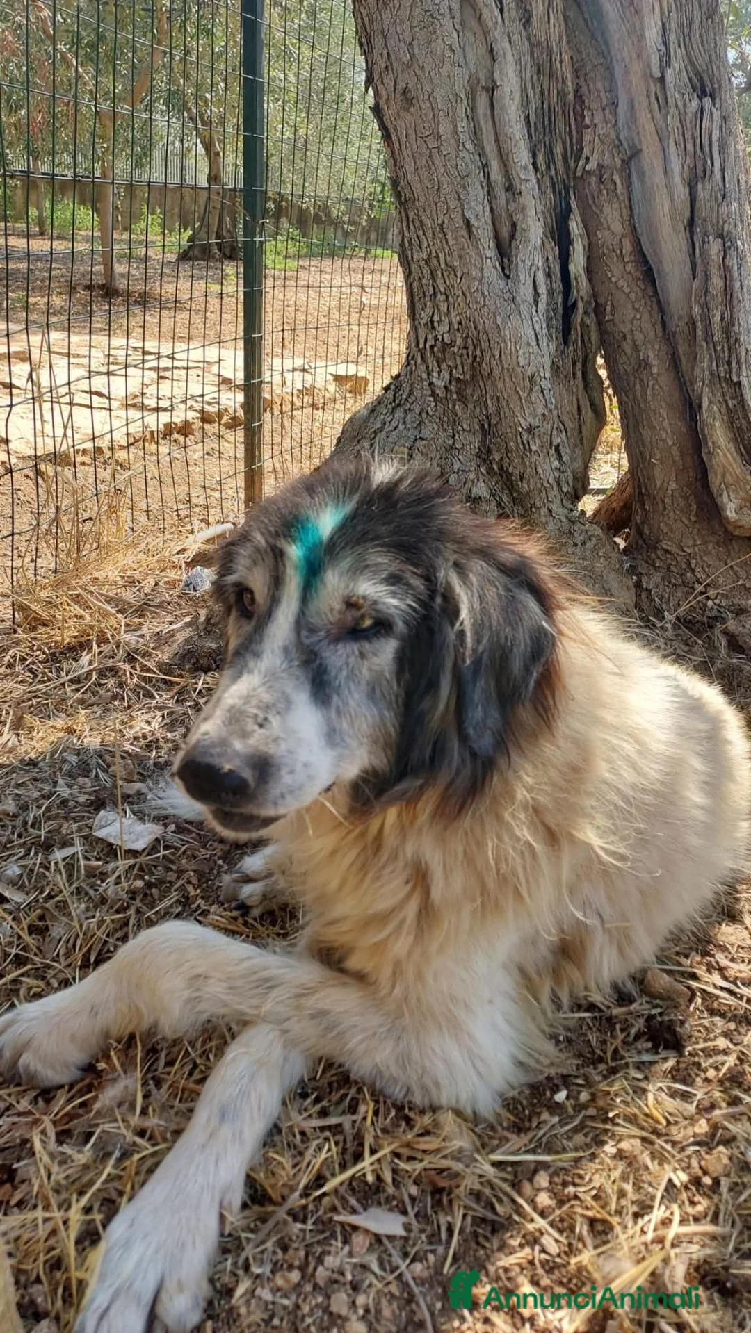 Meticcio cani in regalo: Jack ha lo sguardo buono  - Annuncio 6