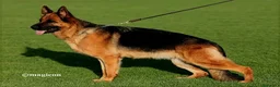 Pastore Tedesco cani in vendita: Cuccioli di pastore tedesco. unica femmina - Annuncio 5