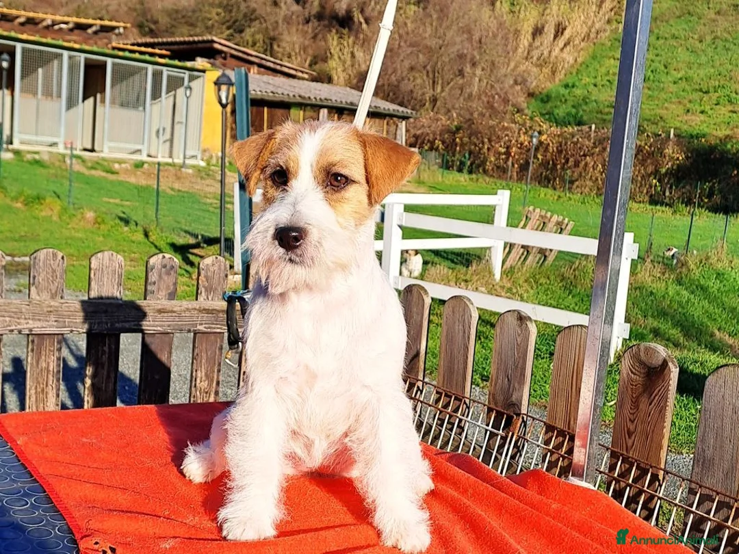 Jack Russell cani in vendita: Cucciol0 Jack ruvid0 - Annuncio 2
