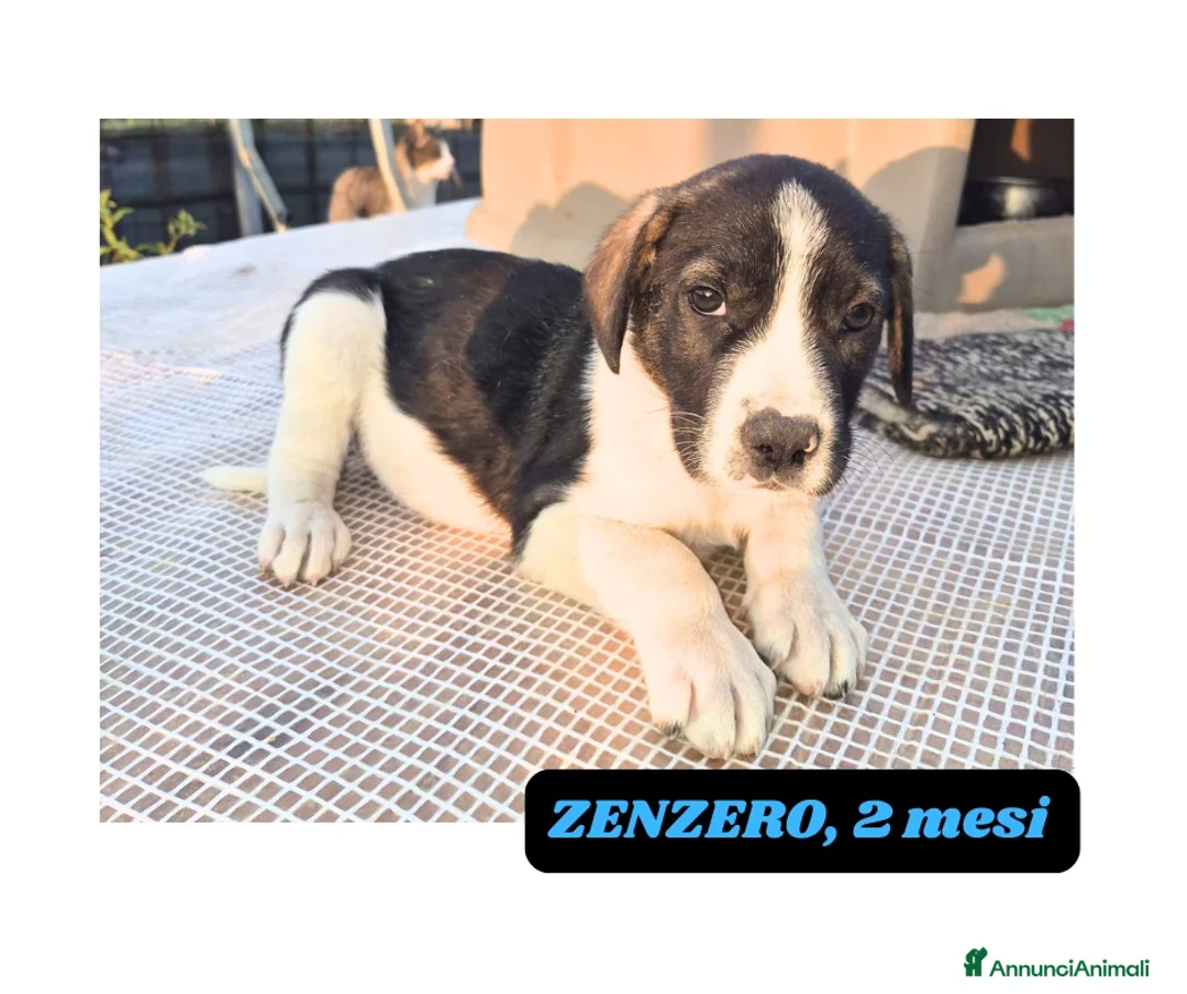 Meticcio cani in regalo: 10cuccioli 2mesi e 1/2 mollati,CATANIA SOS CASA - Annuncio 1