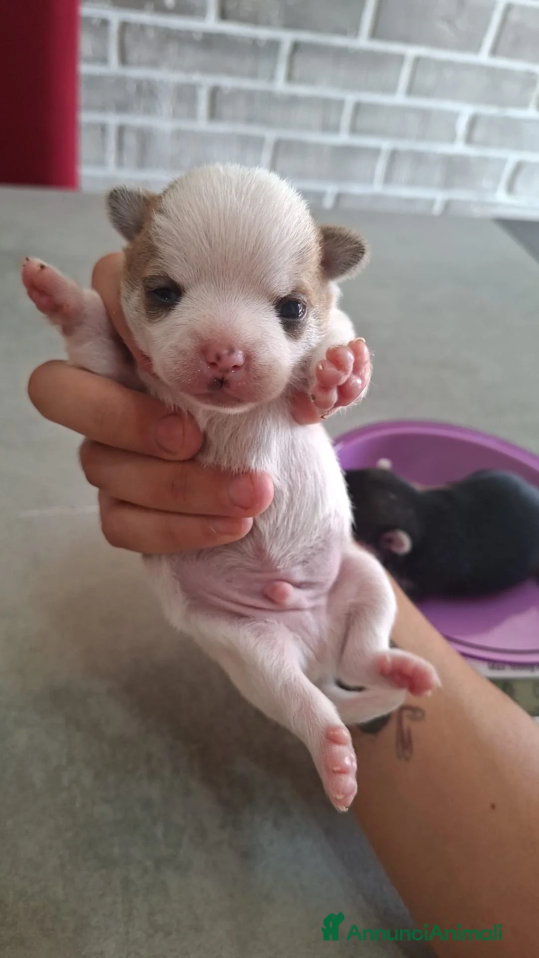 Chihuahua cani in vendita: Chihuahua di catanicoSR - Annuncio 2