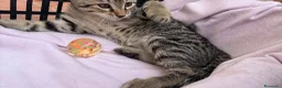 Altre razze gatti in regalo: Gattini  - Annuncio 8