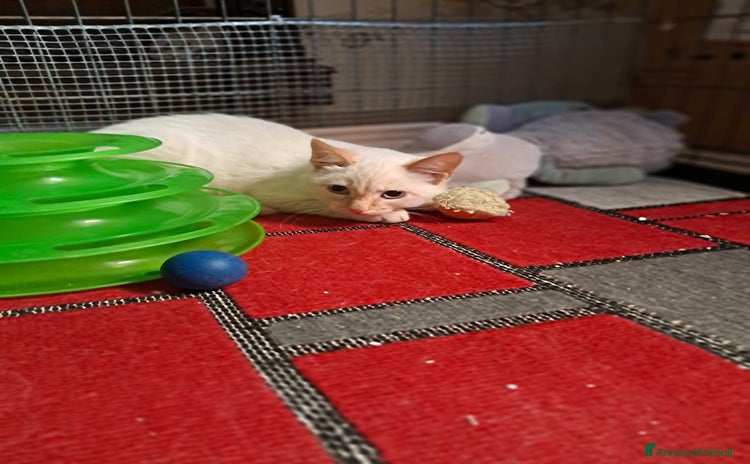 Siamese gatti - Annuncio 15