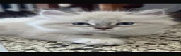 Siberiano gatti in vendita: Cuccioli gatti Siberiani Neva Masque Pedigree ANFI a Città Metropolitana di Bologna - Annuncio 7